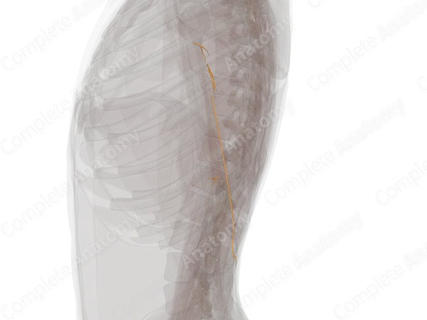 Muscular Branches of Radial Nerve (Arm, Left)