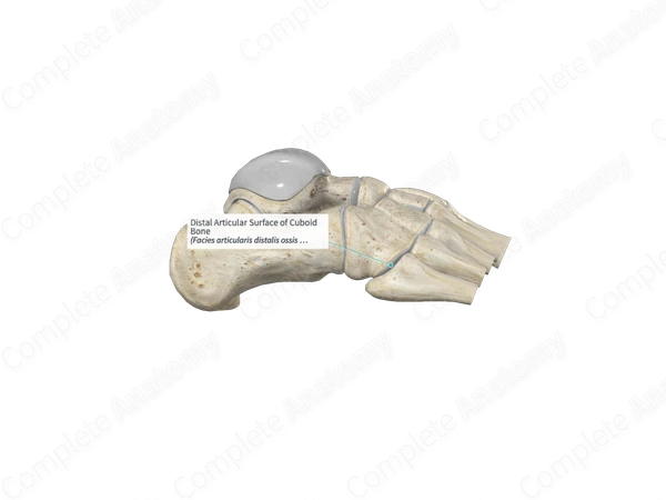 Distal Articular Surface of Cuboid Bone 