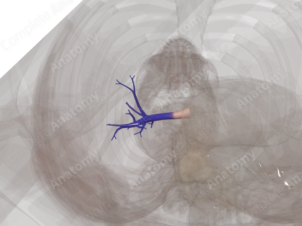 Pulmonary Arteries of Right Lung