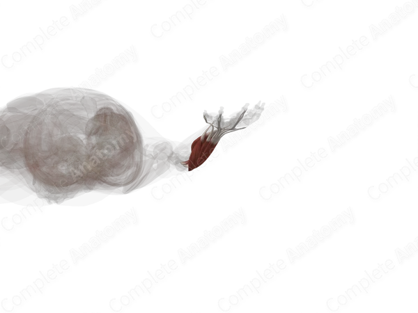 Superficial Part of Posterior Compartment of Forearm (Left)