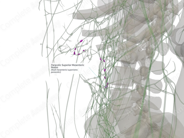 Paracolic Superior Mesenteric Nodes