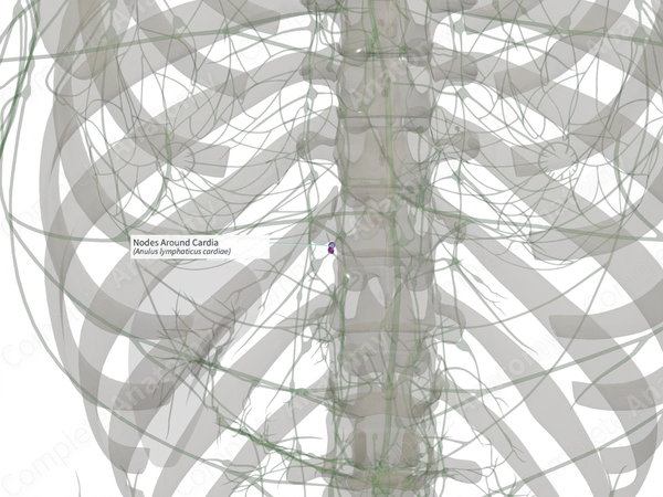 Nodes Around Cardia