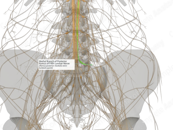 Medial Branch of Posterior Ramus of Fifth Lumbar Nerve (Right)
