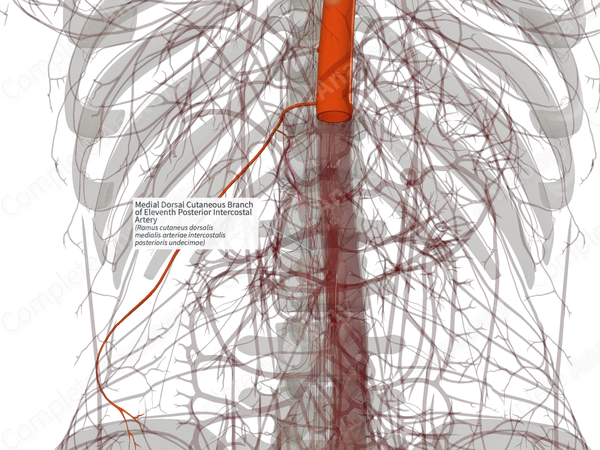 Medial Dorsal Cutaneous Branch of Eleventh Posterior Intercostal Artery (Left)