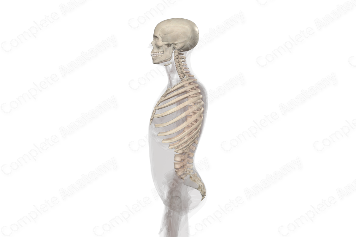 Axial Skeleton | Complete Anatomy