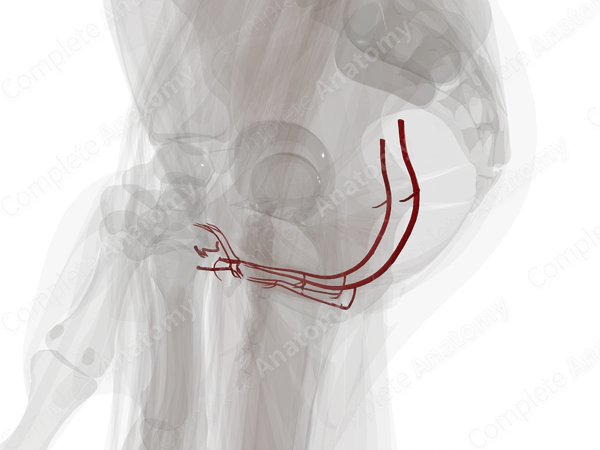 Arteries of Perineum