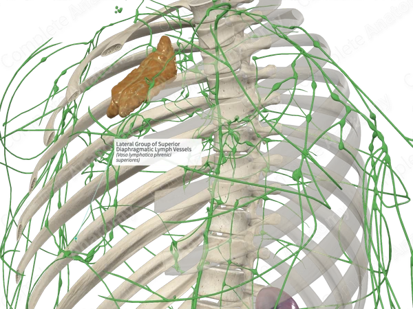 Lateral Group of Superior Diaphragmatic Lymph Vessels