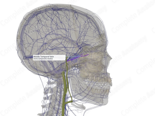Middle Temporal Vein (Left)