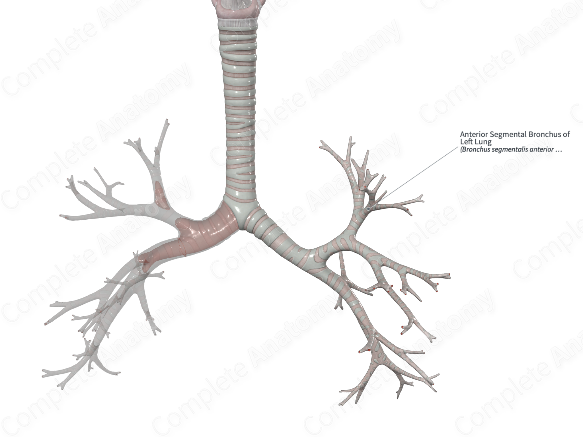 Anterior Segmental Bronchus of Left Lung | Complete Anatomy