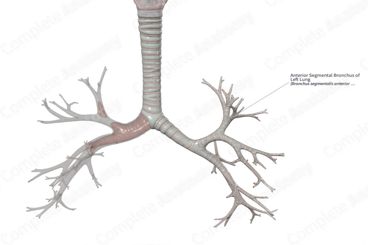 Anterior Segmental Bronchus of Left Lung | Complete Anatomy