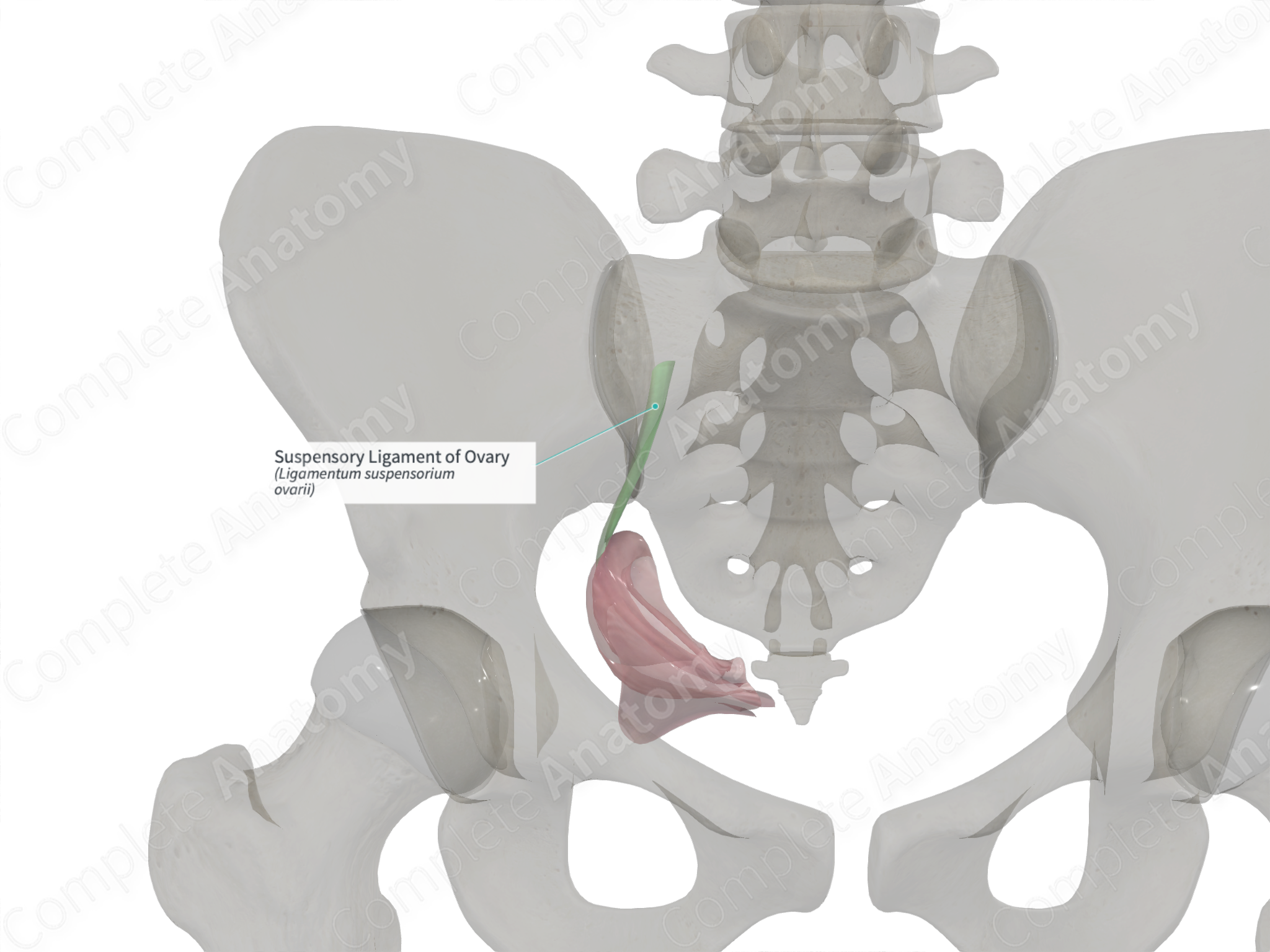 ovary anatomy ligament