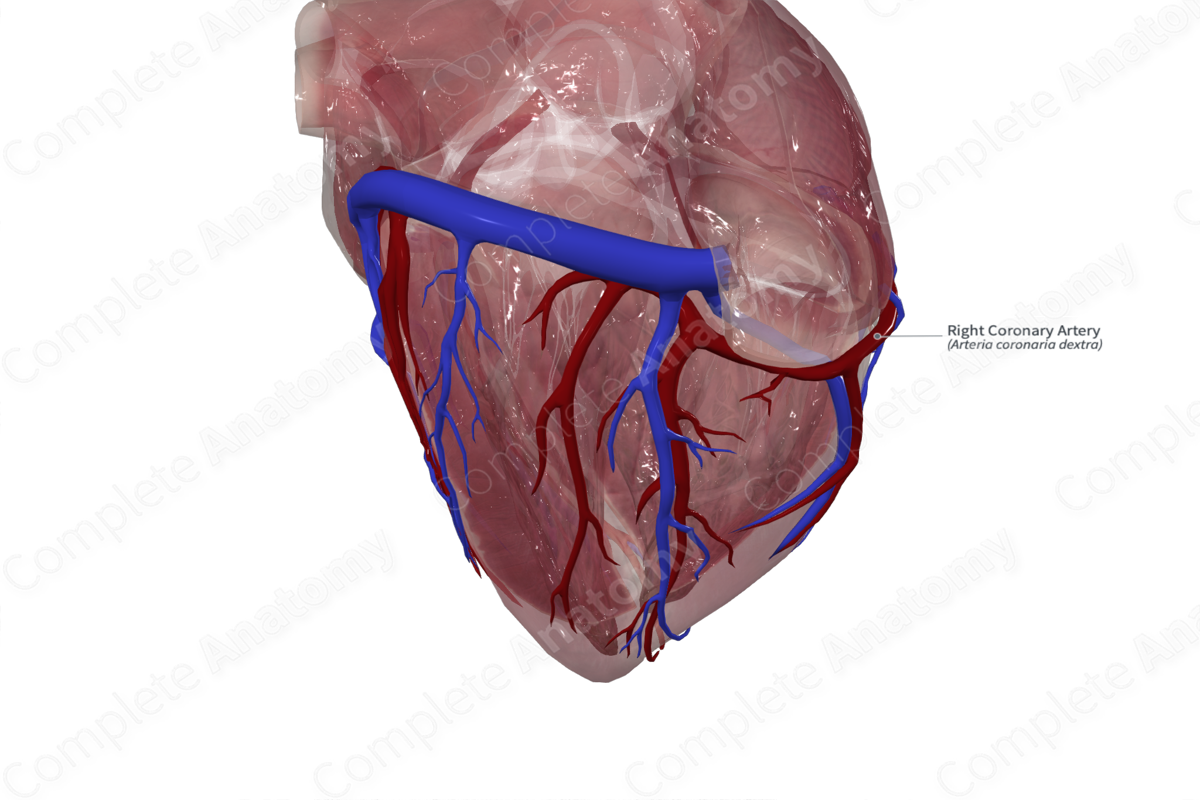 Right Coronary Artery
