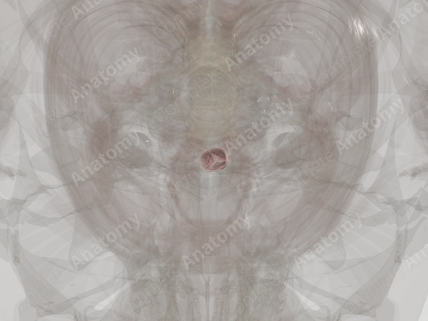 Aortic Valve