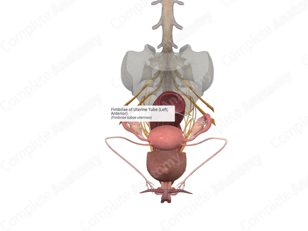 Fimbriae of Uterine Tube (Left; Anterior)