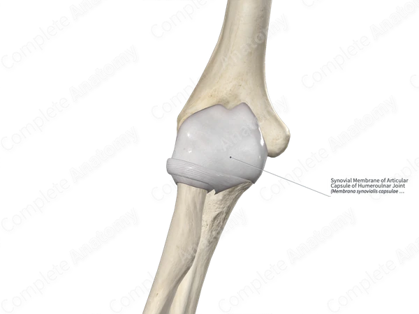 Synovial Membrane of Articular Capsule of Humeroulnar Joint