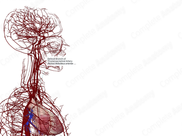 Deltoid Branch of Thoracoacromial Artery 