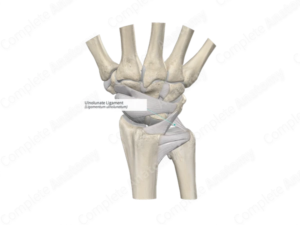 Ulnolunate Ligament 