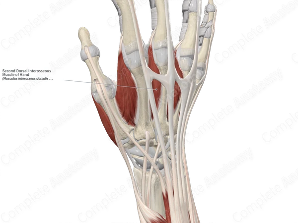 Second Dorsal Interosseous Muscle of Hand 