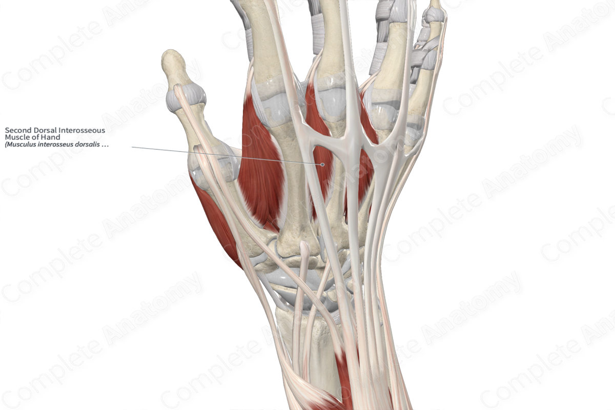 Second Dorsal Interosseous Muscle of Hand 