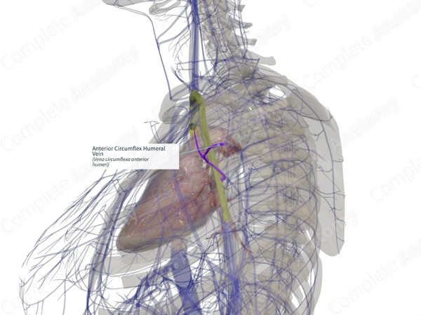 Anterior Circumflex Humeral Vein (Left)