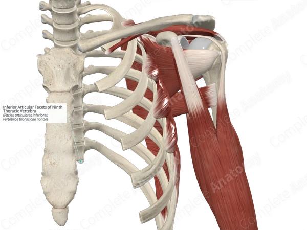 Inferior Articular Facets of Ninth Thoracic Vertebra