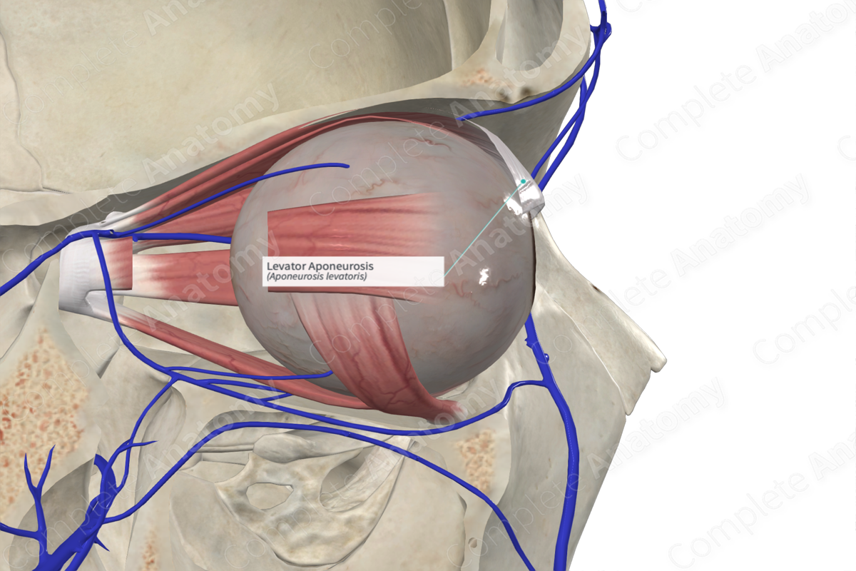 Levator Aponeurosis Complete Anatomy
