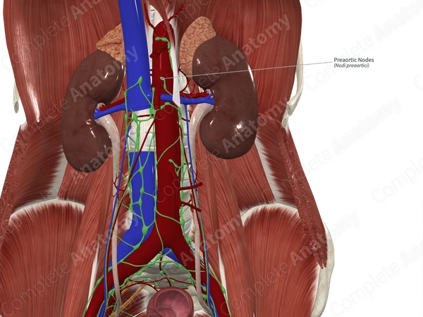 Preaortic Nodes