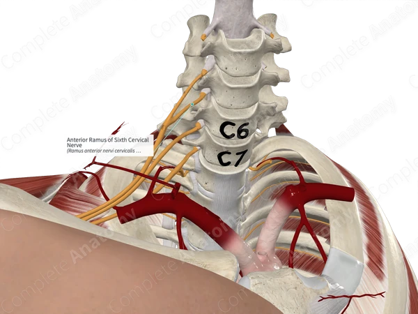 Anterior Ramus of Sixth Cervical Nerve 