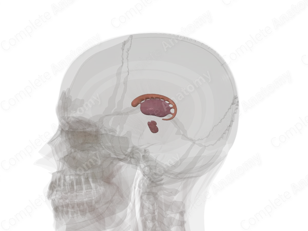 Basal Ganglia (Left)