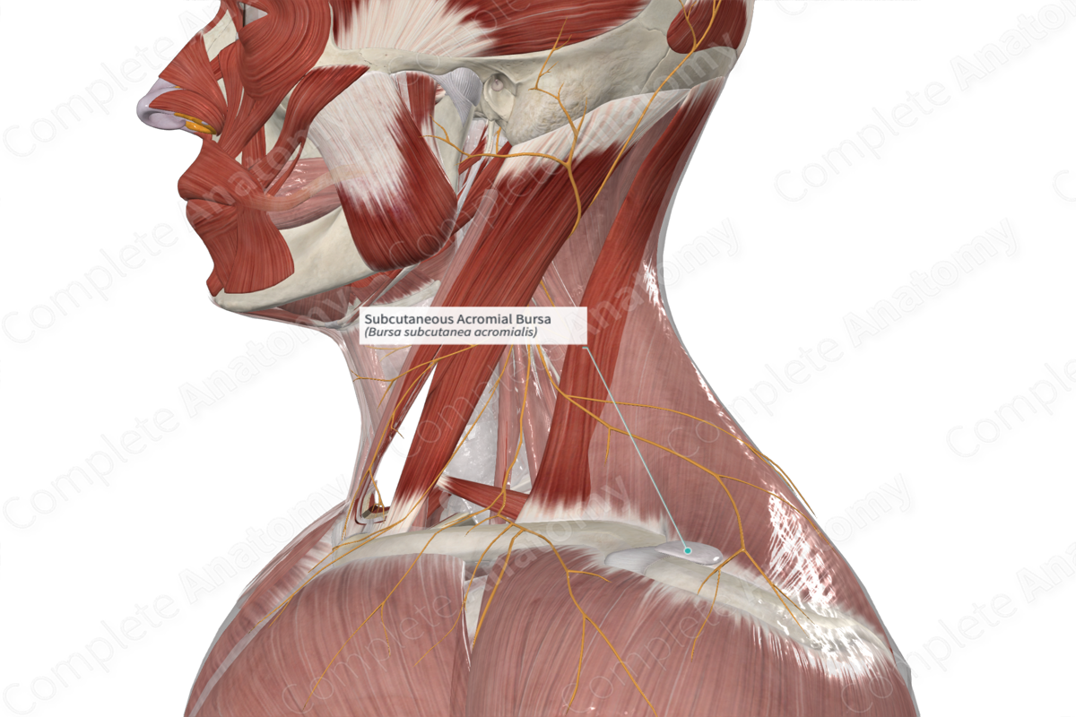 Soft Tissues (Muscle, Tendon, Bursa, Fascia) & Soft Tissue Related