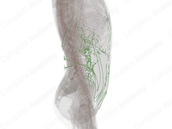 Abdominal Lymph Vessels