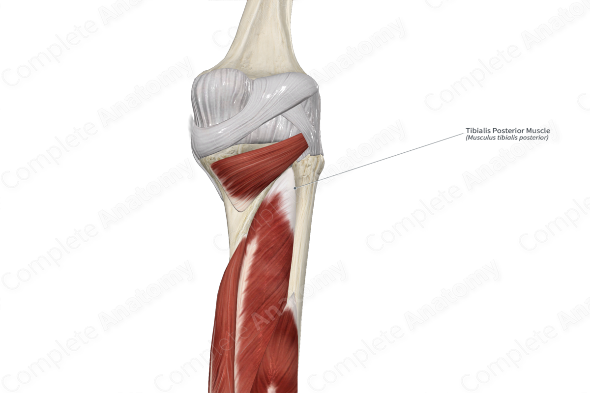 Tibialis Posterior Muscle 