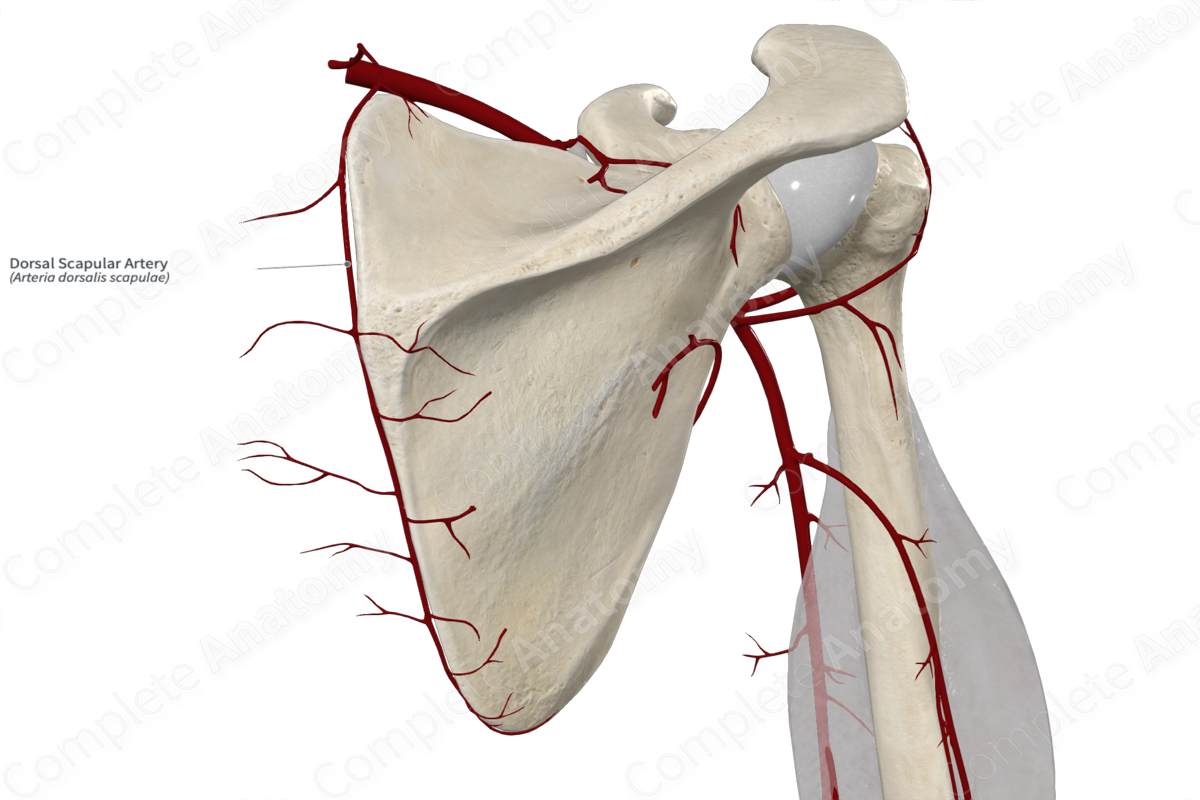 Dorsal Scapular Artery | Complete Anatomy