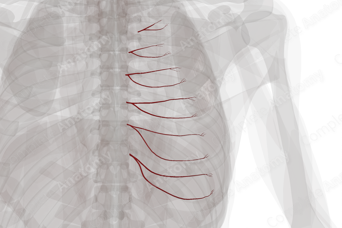 Anterior Intercostal Branches of Internal Thoracic Artery (Left)