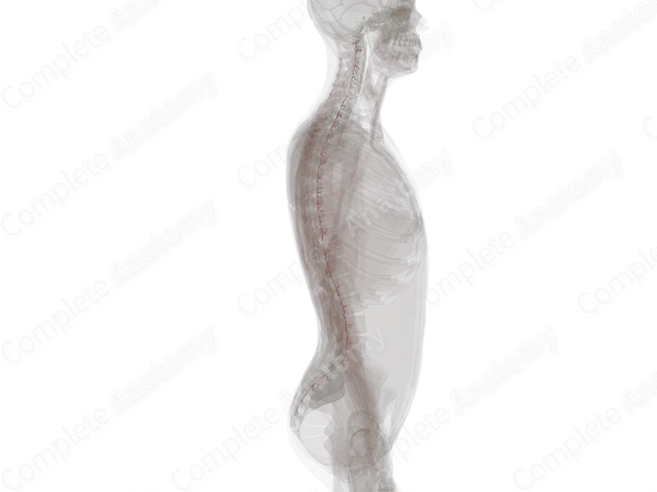 Postcentral Arterial Branches (Left)