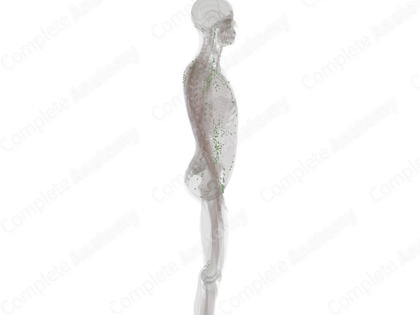 Lymph Nodes