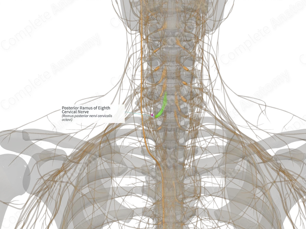 Posterior Ramus of Eighth Cervical Nerve (Left)