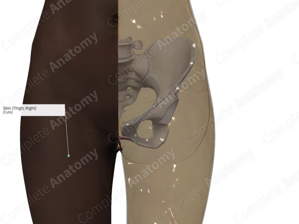 Skin (Thigh; Right)