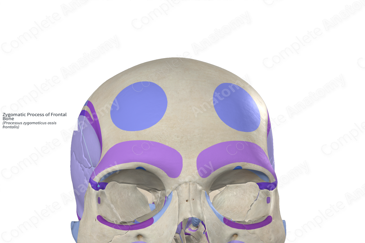 Zygomatic Process of Frontal Bone (Left)