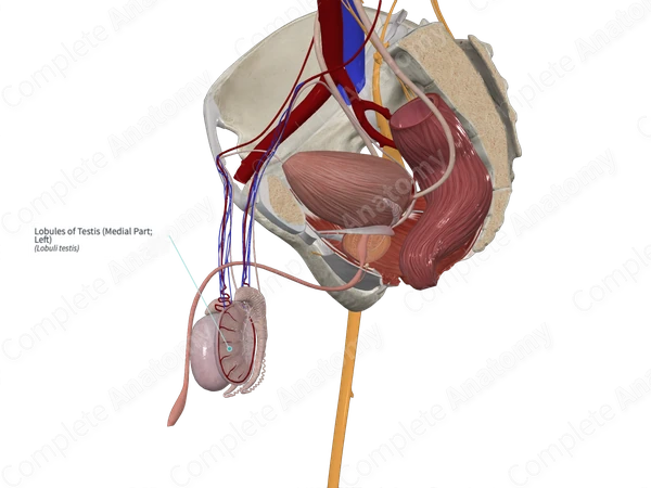 Lobules of Testis (Medial Part; Left)