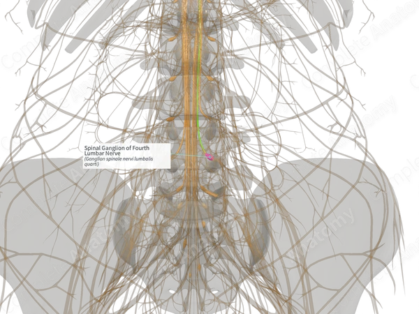 Spinal Ganglion of Fourth Lumbar Nerve (Right)