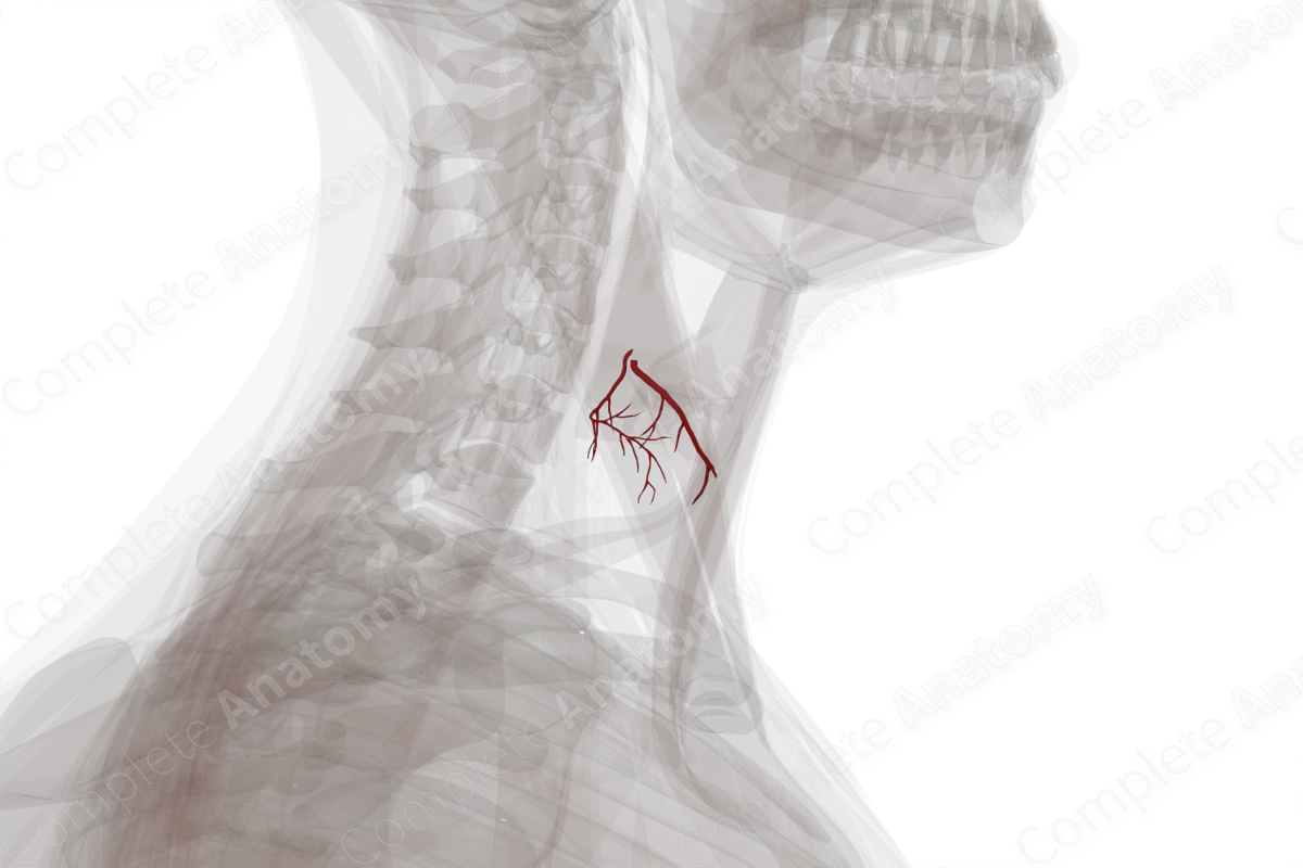 Arteries of Thyroid Gland (Left)