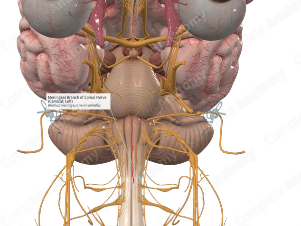 Meningeal Branch of Spinal Nerve (Cervical; Right)