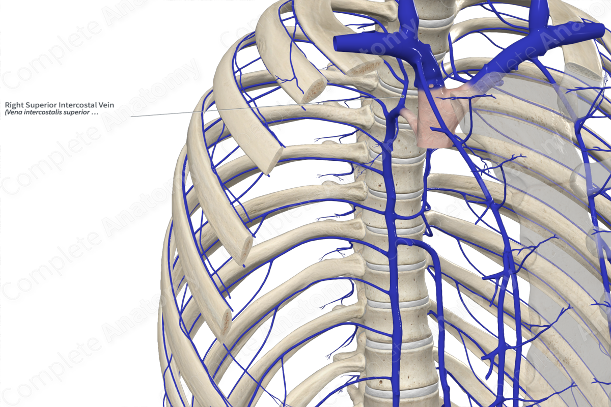 Right Superior Intercostal Vein | Complete Anatomy