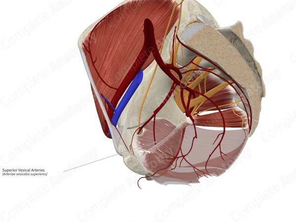 Superior Vesical Arteries