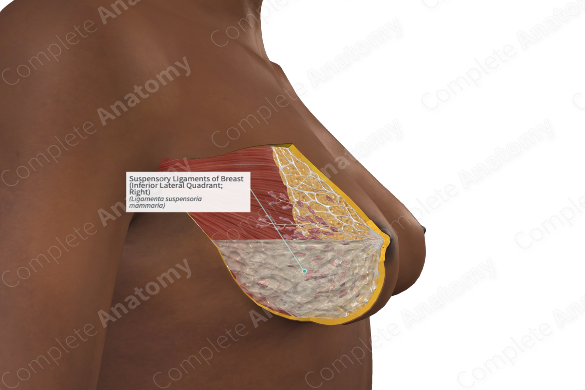 Suspensory Ligaments of Breast (Inferior Lateral Quadrant; Right)