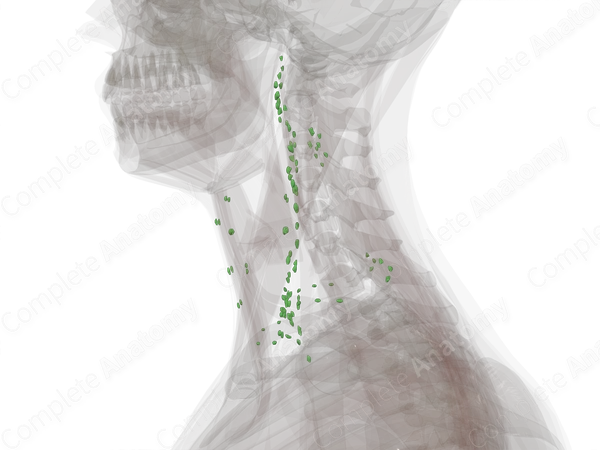 Lymph Nodes of Neck