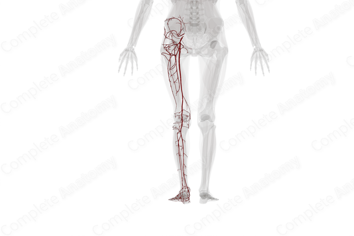 Arteries of Lower Limb (Left)
