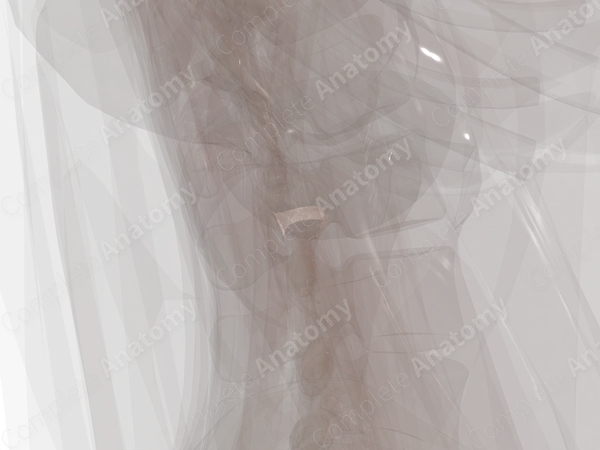 Proximal Radioulnar Joint (Left)