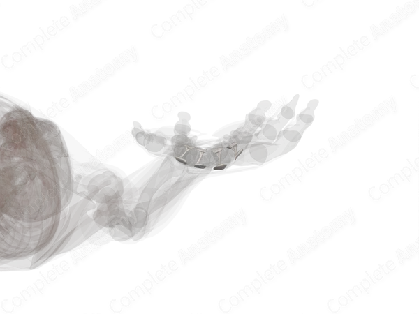 Intermetacarpal Joints (Left)